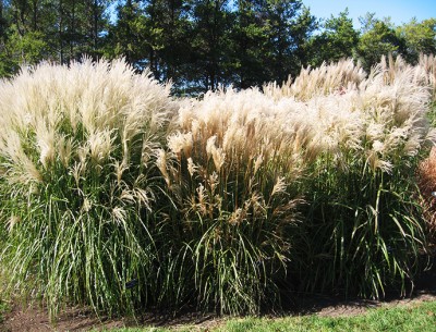 Expérimentations Agrinnov à Miscanthus - Ginnov